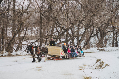 Horse Sleigh Rides 