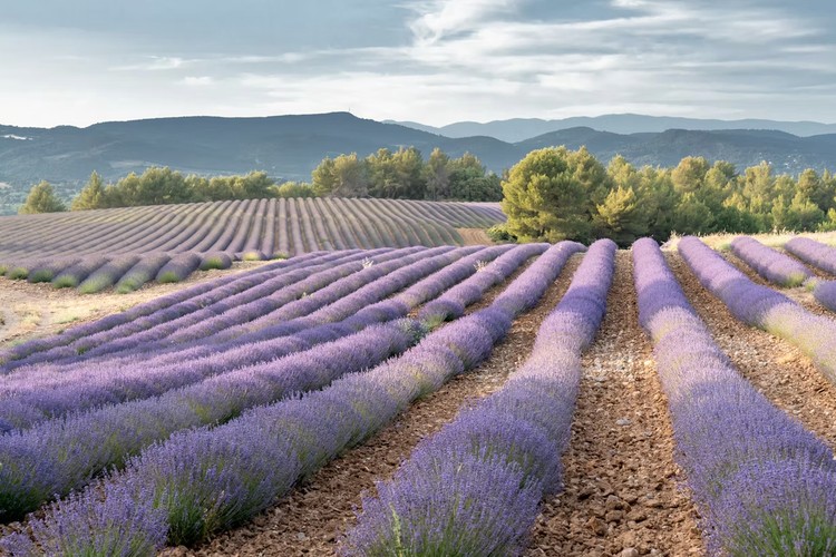 Lubéou Festival 2025
