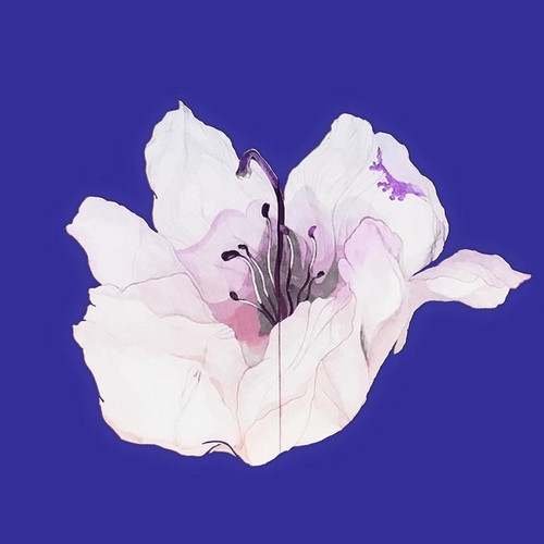 Kami